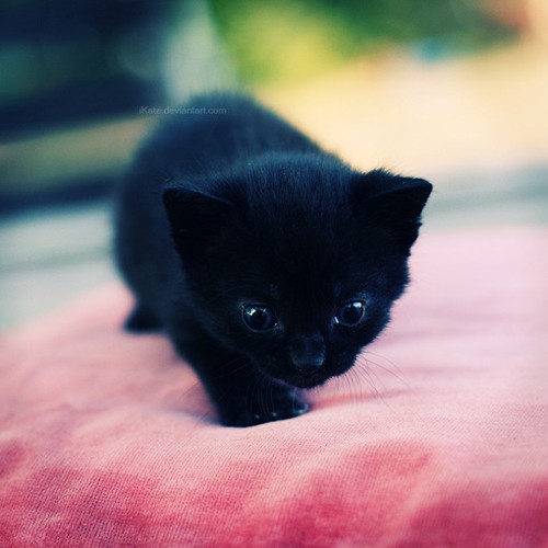 好吧，我就是个猫控 猫咪美图_WWW.TQQA.COM