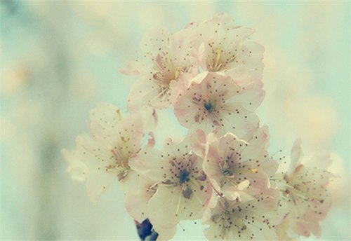 小时候，我总是幻想花里面有精灵_WWW.TQQA.COM