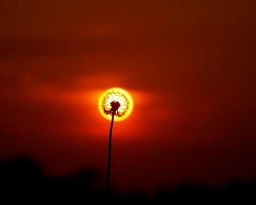 活的像蒲公英一样的洒脱_WWW.TQQA.COM