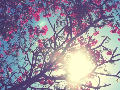 未看此花时，此花与汝心同归于寂_WWW.TQQA.COM