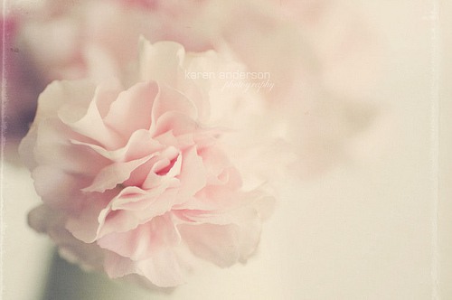 花  美图_WWW.TQQA.COM