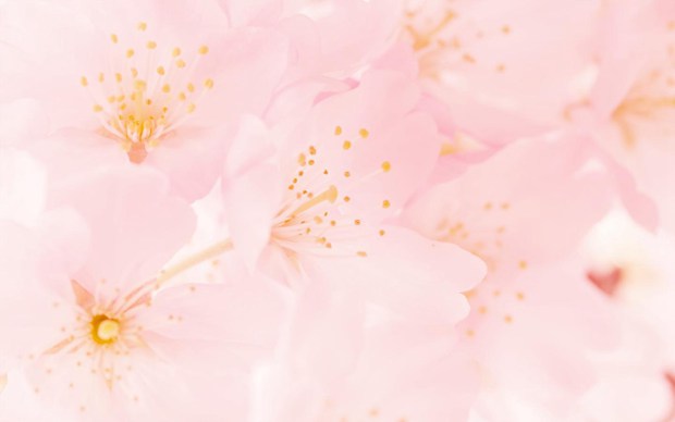花开的季节最为迷人_治愈系小清新花朵图片_WWW.TQQA.COM
