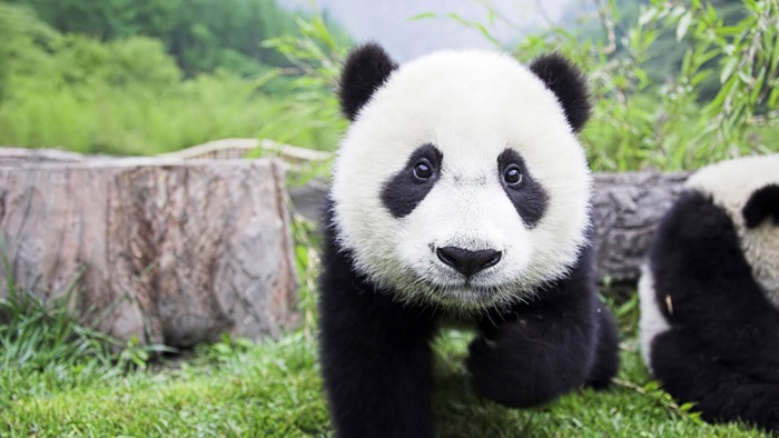 呆萌的国宝大熊猫优美动物图片_WWW.TQQA.COM