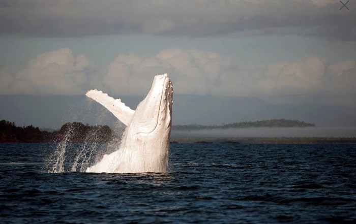 深海中的鲸鱼唯美高清图片_WWW.TQQA.COM