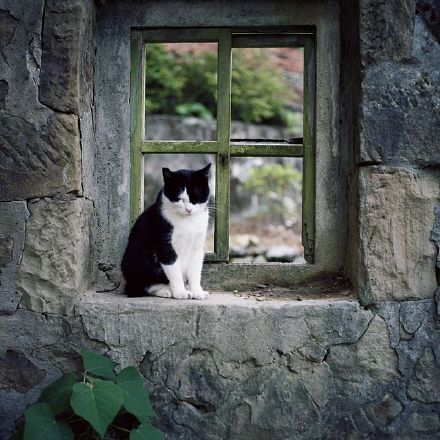 我们是彼此的风景 唯美猫咪小清新图片_WWW.TQQA.COM