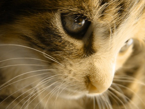 你好，喵眯酱 猫咪小清新图片_WWW.TQQA.COM