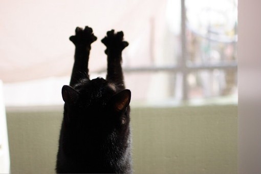 超萌超卡哇伊的猫咪幼崽的唯美特写小清新图片_WWW.TQQA.COM