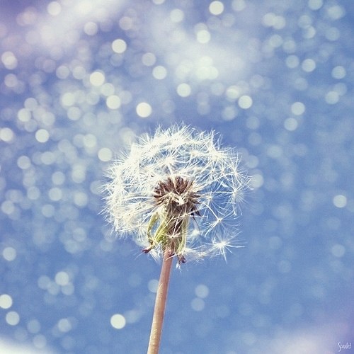 活的像蒲公英一样的洒脱_WWW.TQQA.COM