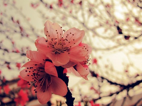 如花期一期一会，活在当下_WWW.TQQA.COM