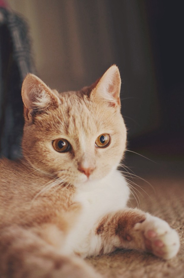 养宠物的人都喜欢看的治愈系唯美猫咪的图片_WWW.TQQA.COM