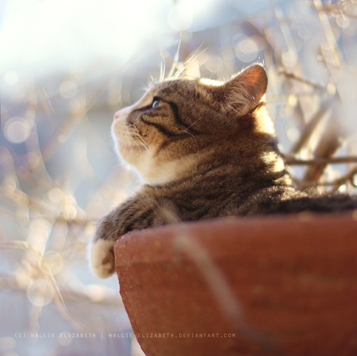 你好，前方有一只猫咪_唯美可爱猫咪图片_WWW.TQQA.COM