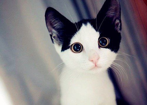 嘿嘿，你喜欢小猫咪吗_WWW.TQQA.COM