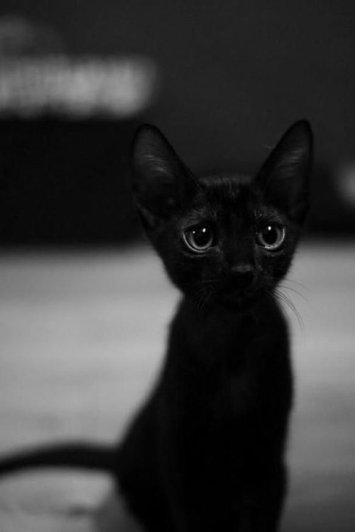 嘿嘿，你喜欢小猫咪吗_WWW.TQQA.COM