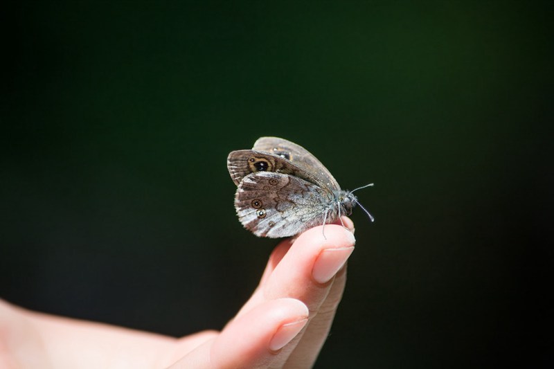 各种好看的蝴蝶高清美图图片_WWW.TQQA.COM
