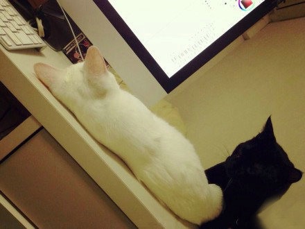 主人，请你凝视我  mino猫咪搞怪美图_WWW.TQQA.COM