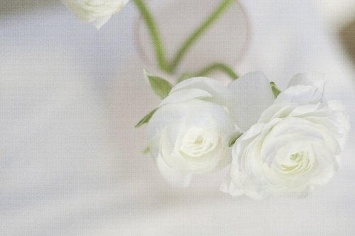 10张充满幸福感的小清新花朵美图_WWW.TQQA.COM