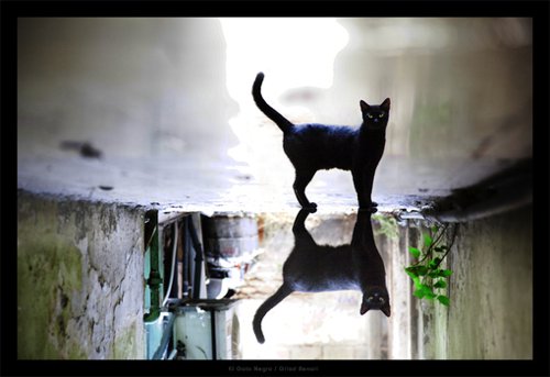 超级可爱的黑色的小猫咪美图，么么哒_WWW.TQQA.COM