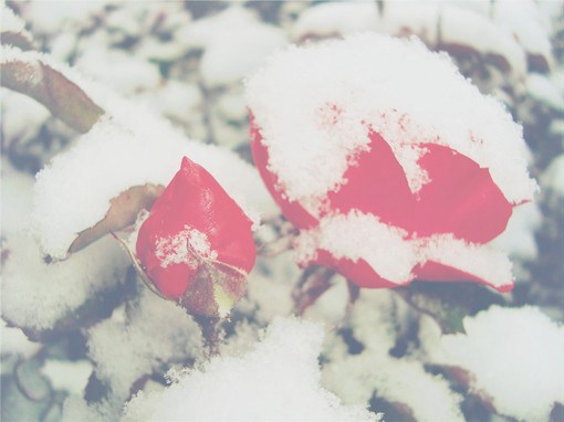 唯美的冬日雪景与女生的风光小清新图片_WWW.TQQA.COM