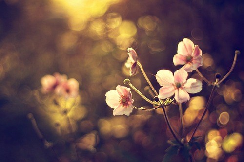 花开静绵，一壁芬芳_WWW.TQQA.COM