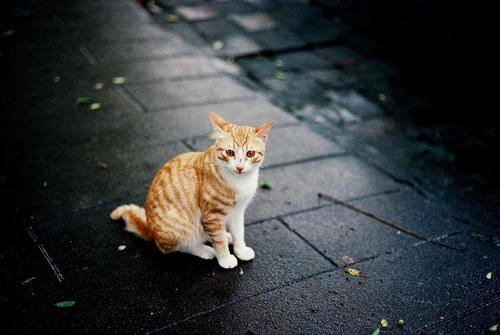 宛如天使般存在的猫咪_猫咪美图_WWW.TQQA.COM