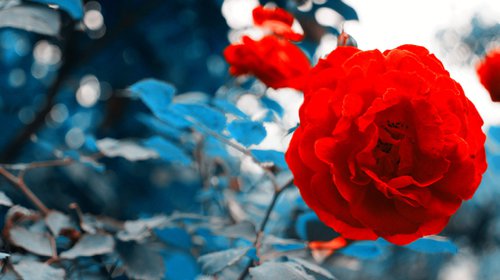 我要的就是春暖花开_唯美图片_WWW.TQQA.COM