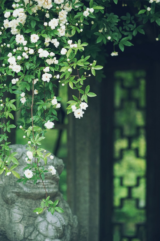 唯美花朵与树枝的小清新风光图片_WWW.TQQA.COM
