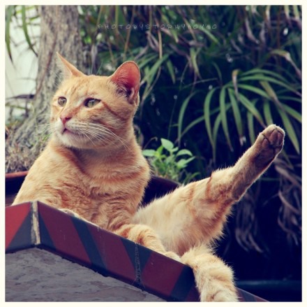 潜伏在鼓浪屿上的喵星人 猫咪美图_WWW.TQQA.COM