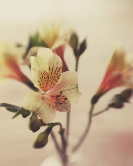 你未看此花时，此花与汝心同归于寂_WWW.TQQA.COM