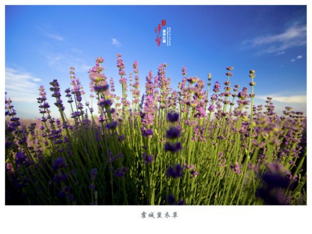 一起去六月的伊犁霍城看薰衣草花海吧_WWW.TQQA.COM