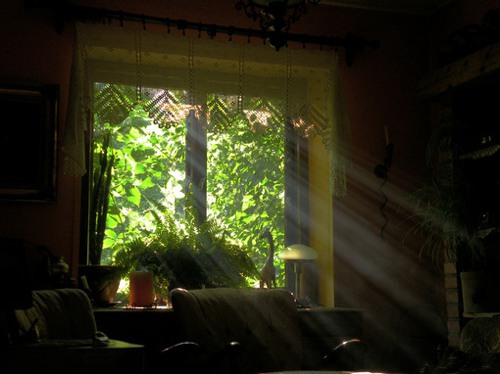 如果你开在我窗前  窗台和植物的绝妙搭配_WWW.TQQA.COM