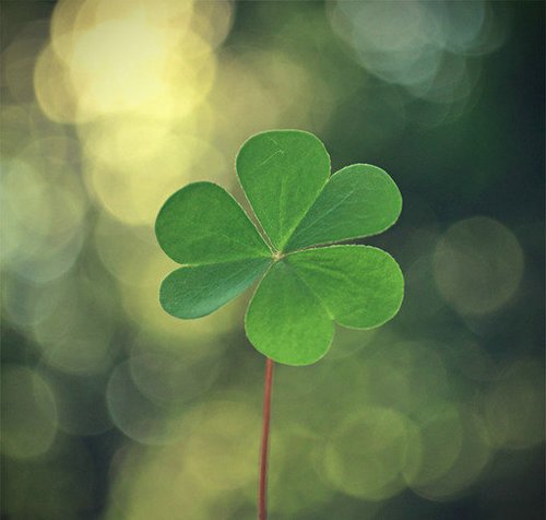 很希望自己是一叶四叶草_WWW.TQQA.COM