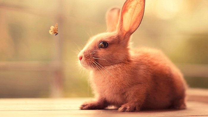超可爱的小兔子动物美图图片_WWW.TQQA.COM