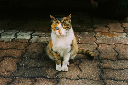和这样一只猫咪，静坐庭前，赏花落_WWW.TQQA.COM