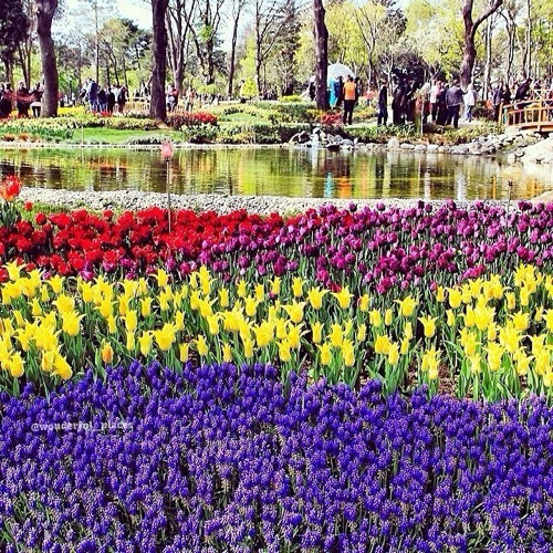 想要和你一起去看花海 唯美花朵小清新图片_WWW.TQQA.COM