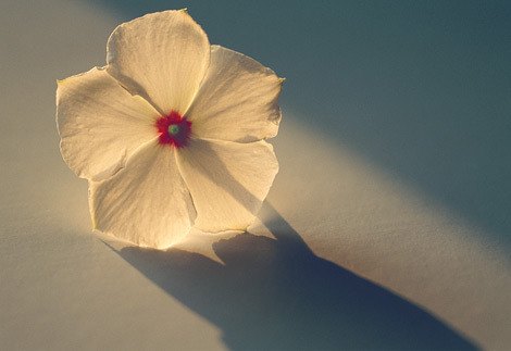 未看此花时，此花与汝心同归于寂_WWW.TQQA.COM