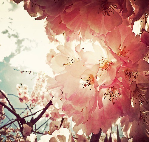 花  美图_WWW.TQQA.COM