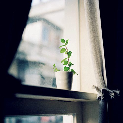 窗外 小清新图片_WWW.TQQA.COM