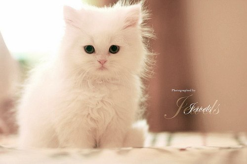 唯美的萌系猫咪美图_WWW.TQQA.COM