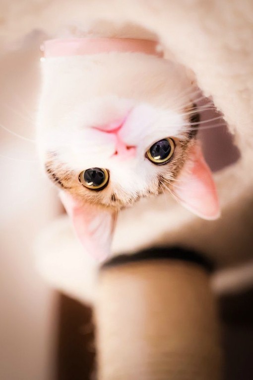 你好，前方有一只猫咪_唯美可爱猫咪图片_WWW.TQQA.COM