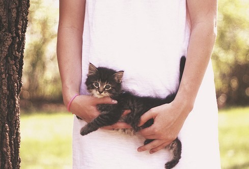 好吧，我就是个猫控 猫咪美图_WWW.TQQA.COM