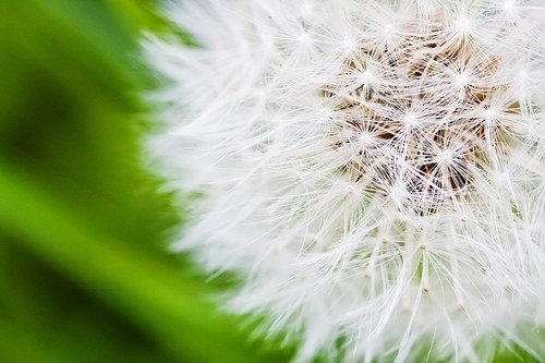 活的像蒲公英一样的洒脱_WWW.TQQA.COM