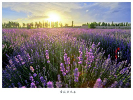 一起去六月的伊犁霍城看薰衣草花海吧_WWW.TQQA.COM