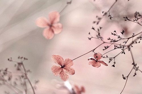 带着幸福回荡在花开漫野的风里_WWW.TQQA.COM