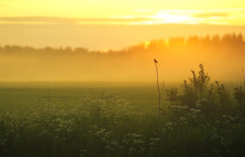 迷雾森林  唯美森林小清新图片_WWW.TQQA.COM