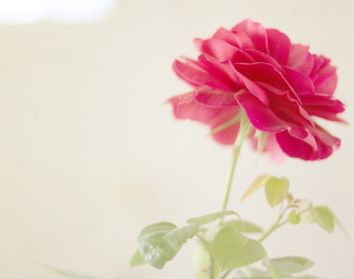 没有勇气说真话的我们  粉色调小清新图片_WWW.TQQA.COM