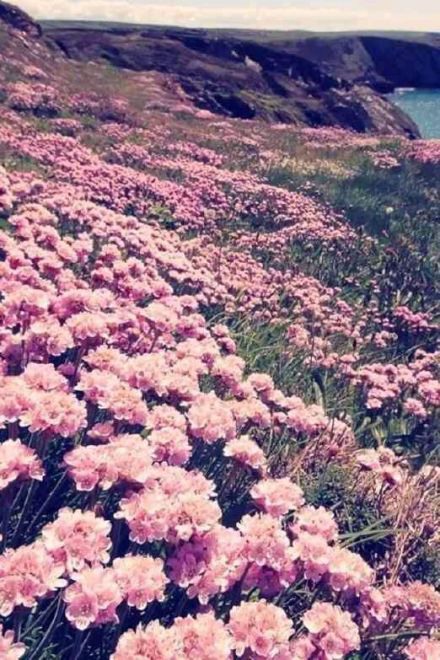 花开成海 唯美花海图片_WWW.TQQA.COM