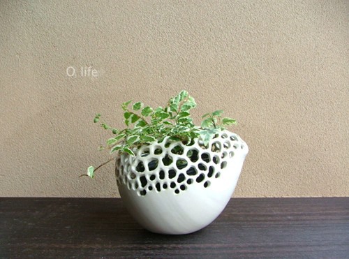 文艺青年都会喜欢的植物美图，装饰小屋必备喔_WWW.TQQA.COM