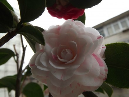 这种茶花叫银边十八学士，真是美到爆啊 花朵小_WWW.TQQA.COM