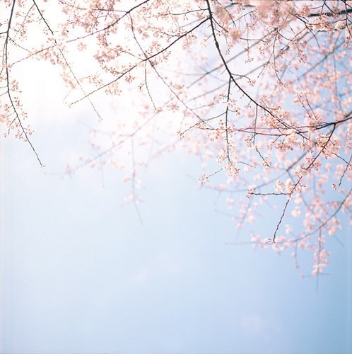 花、海 -小清新_WWW.TQQA.COM