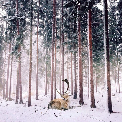 看到鹿就喜欢，没有太多道理，一个森林里的精_WWW.TQQA.COM